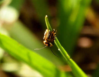 [The small rectangular insect with long black antennas is perched near the end of a blade of grass. Its body consists of yellow, brown alternating sections. It has those two colors and some off-white sections on its head.]